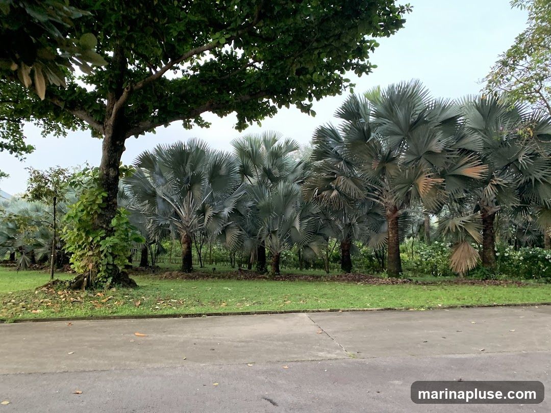 A row of tall palm trees with large, fan-shaped leaves stands in a grassy park area. A large tree with dark bark and green leaves is in the foreground on the left. A paved path runs along the bottom of the image. The sky is overcast.