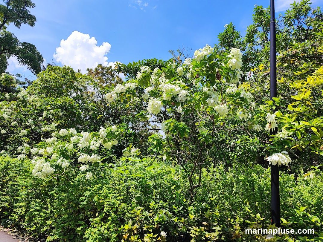 A vibrant outdoor scene showcasing dense green foliage and numerous clusters of delicate white flowers. The lush vegetation is bathed in bright sunlight under a clear blue sky with a prominent white cloud. A dark lamppost stands to the right, partially obscured by the leaves. The image captures a serene natural setting, possibly a park or garden.