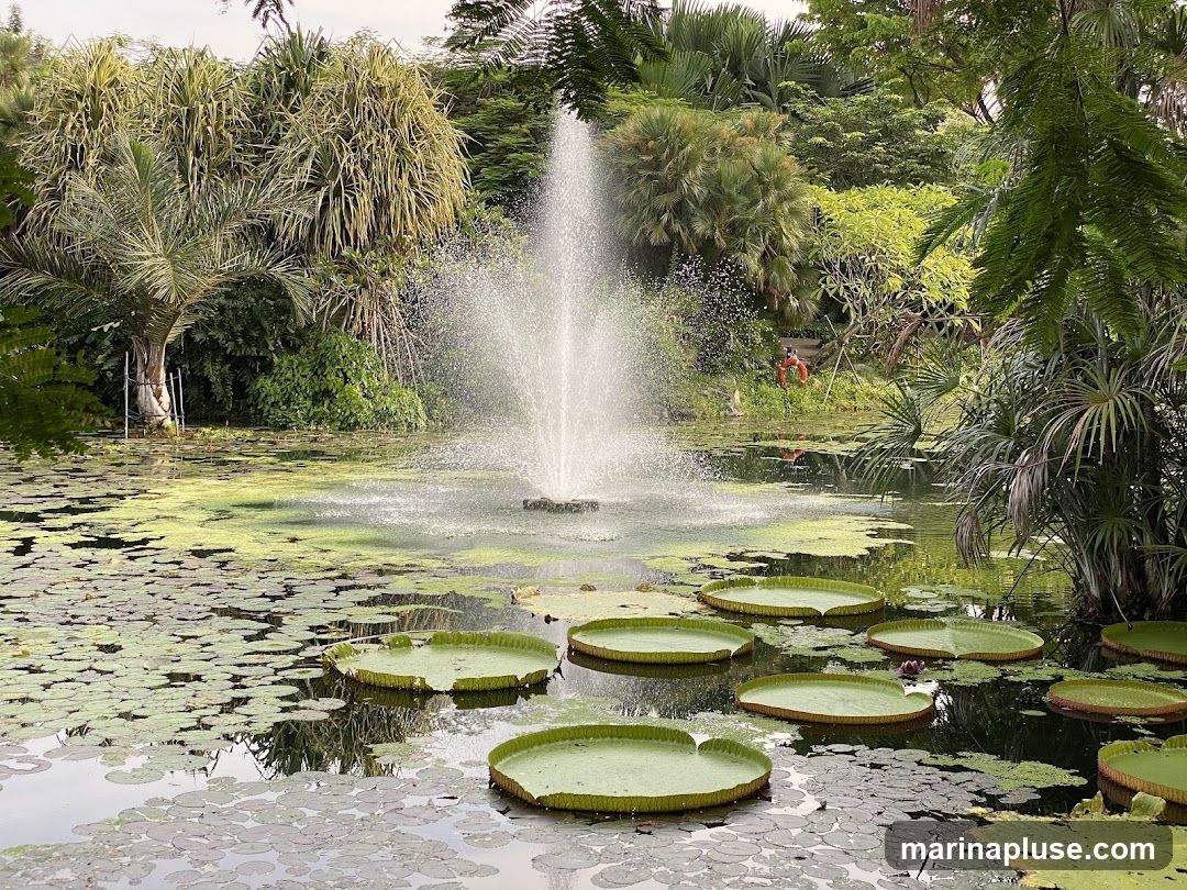 A serene pond filled with large lily pads and smaller floating plants. A fountain sprays water in the center of the pond, surrounded by lush green foliage and palm trees. A life preserver ring is visible on a tree in the background.