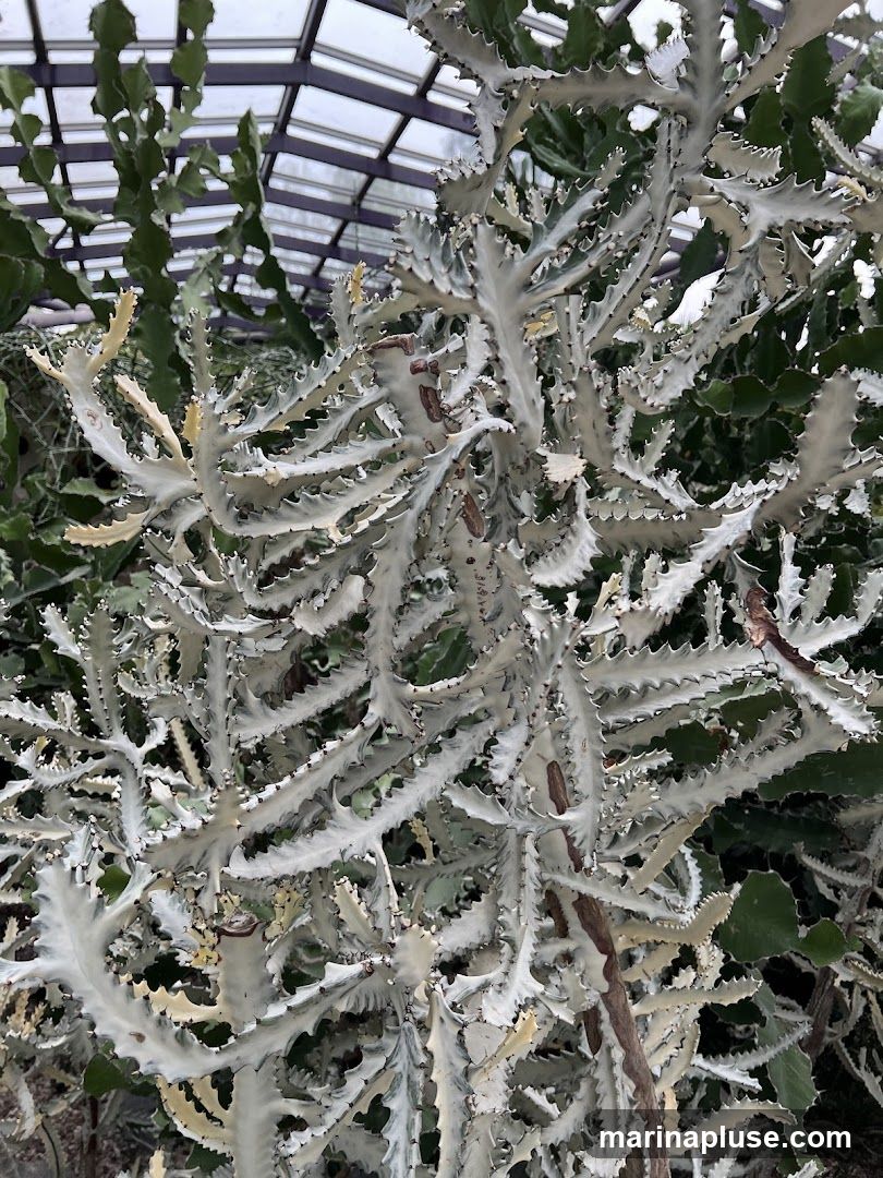 A close-up view of a white and green variegated cactus with branching arms, set against a backdrop of other green plants and a glass ceiling with visible metal supports.