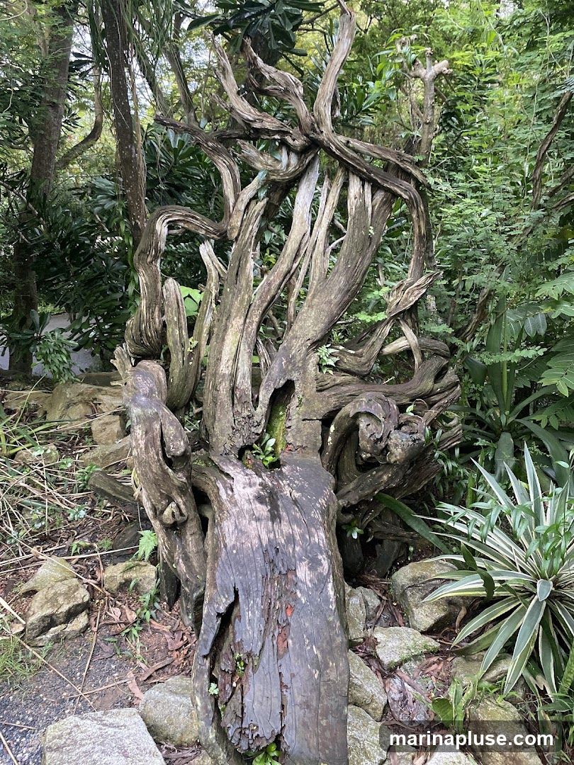 A large, intricately twisted piece of driftwood is displayed outdoors, surrounded by lush green foliage and rocks. The wood has a weathered, gnarled appearance, with many branches and roots contorting in various directions. Small green shoots are growing from crevices in the wood, adding a touch of life to the aged material. The background consists of dense vegetation, including trees and leafy plants, creating a natural and somewhat wild setting.
