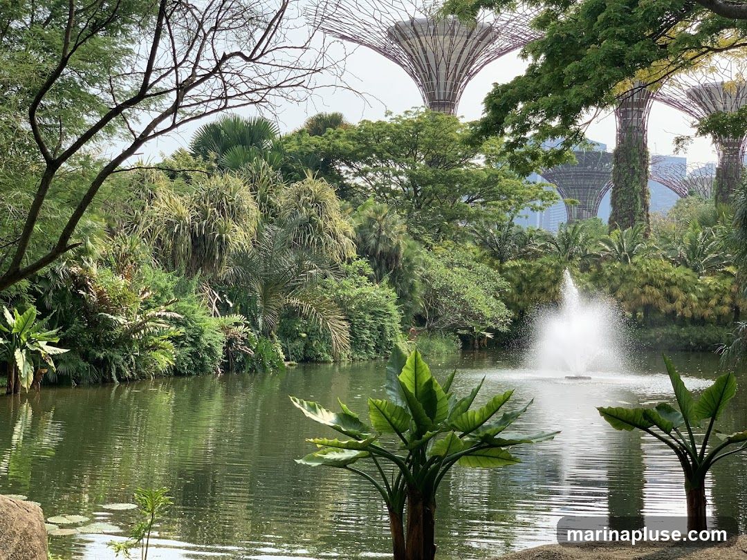 A serene view of a tranquil pond with a fountain in the center, surrounded by lush greenery and exotic plants. In the background, the iconic Supertree Grove structures of Gardens by the Bay are visible, along with a hint of the Singapore skyline. The water reflects the vibrant foliage and the sky, creating a peaceful and picturesque scene.
