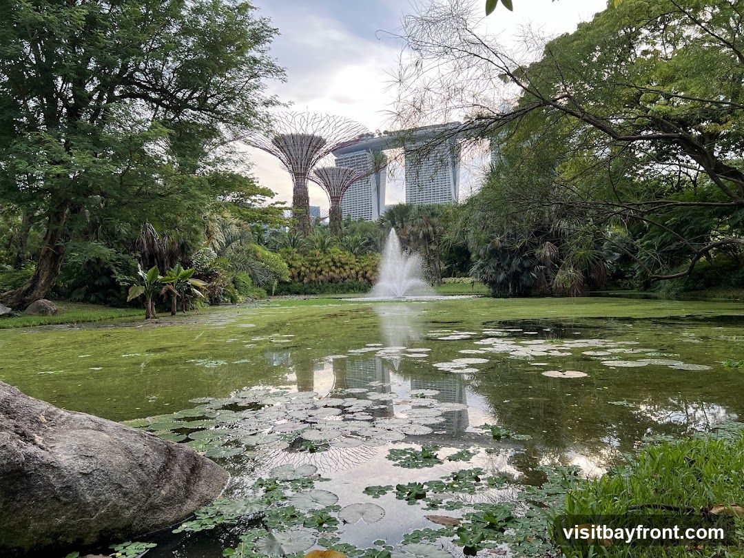 A serene pond filled with lily pads and algae is in the foreground, reflecting the sky and surrounding greenery. In the mid-ground, a fountain sprays water. Behind the pond, the iconic Supertrees of Gardens by the Bay are visible, with the Marina Bay Sands hotel in the distance. Lush trees and foliage frame the scene.
