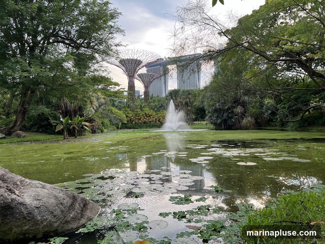 A serene pond filled with lily pads and algae is in the foreground, reflecting the sky and surrounding greenery. In the mid-ground, a fountain sprays water. Behind the pond, the iconic Supertrees of Gardens by the Bay are visible, with the Marina Bay Sands hotel in the distance. Lush trees and foliage frame the scene.