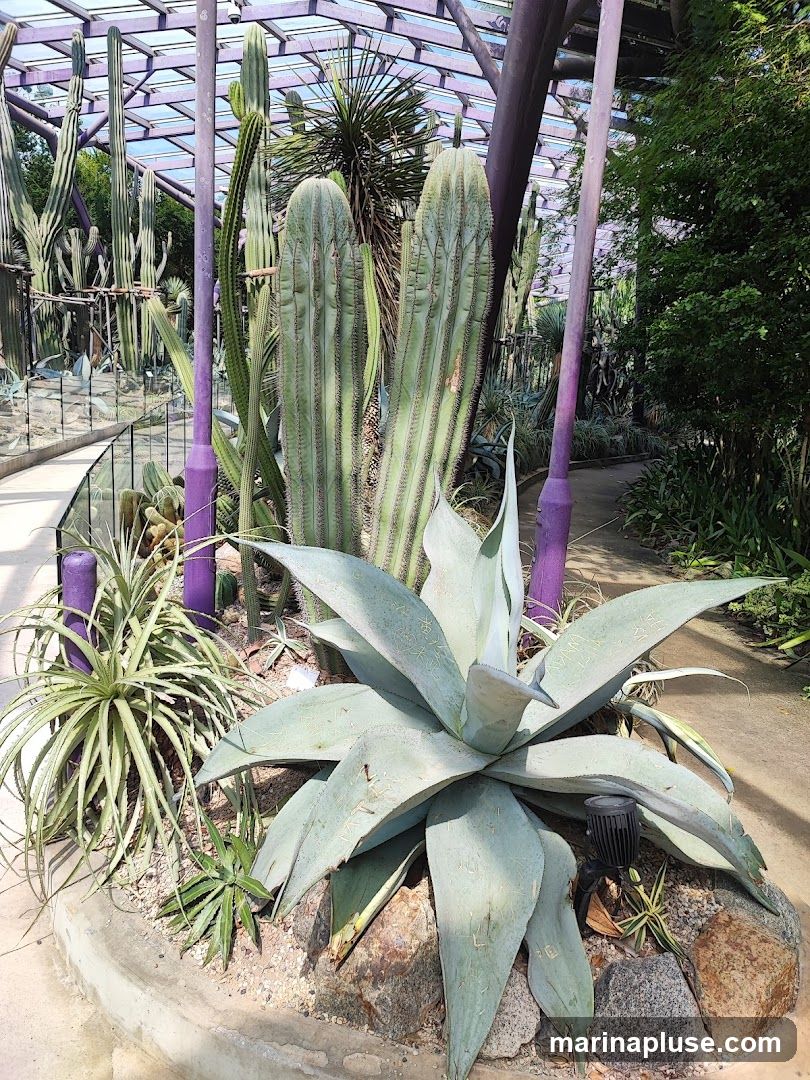 A collection of various cacti and succulents are displayed in a greenhouse-like structure with a purple metal frame. The plants are arranged in a rocky bed with a pathway winding through them.