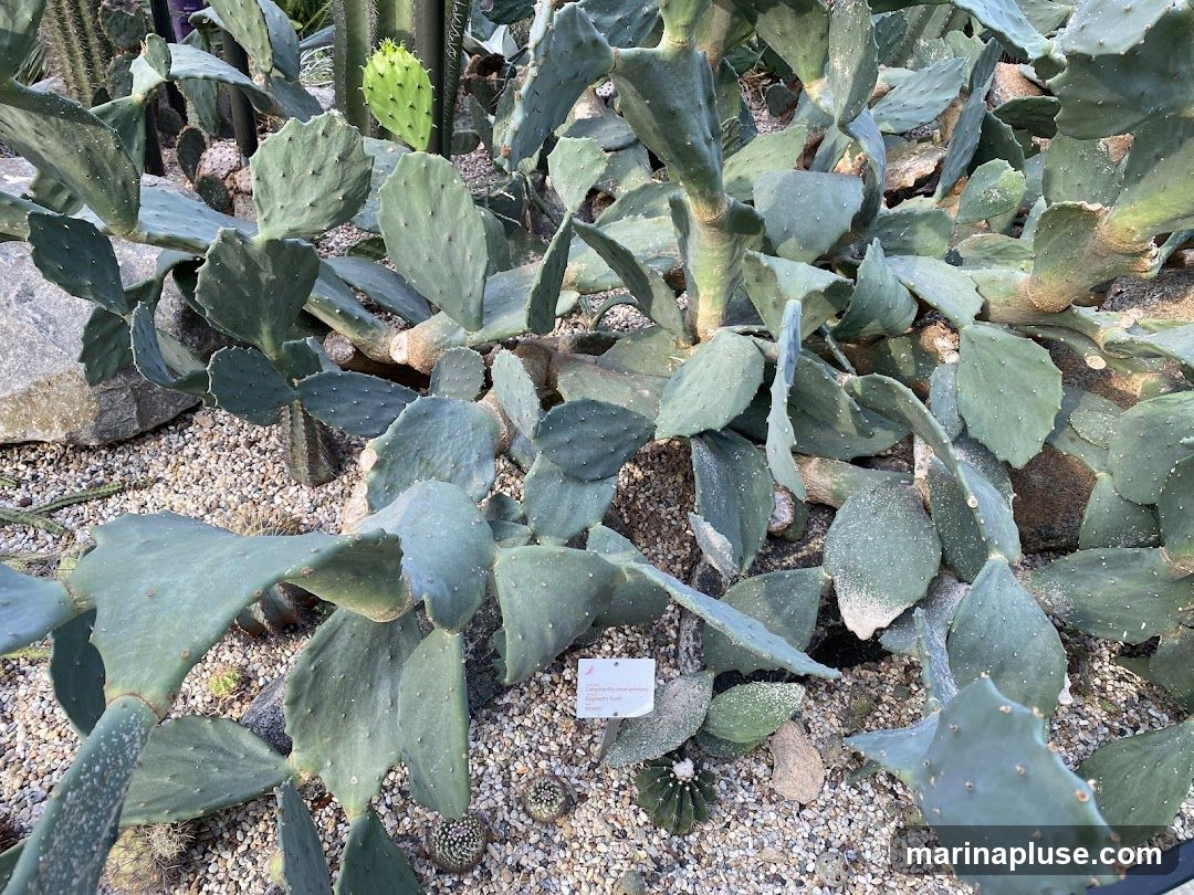A close-up view of a dense collection of prickly pear cactus pads, with a small informational sign visible among the plants. The ground is covered in gravel and small stones.