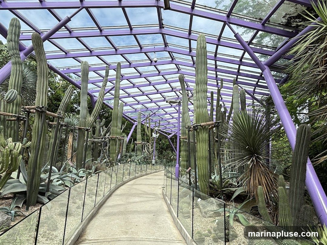 A pathway curves through a greenhouse filled with various types of cacti and succulents. The greenhouse has a purple metal frame and a glass roof. Tall columnar cacti are prominent, some supported by wooden stakes. Smaller succulents and agave plants are visible along the pathway, separated by glass barriers.