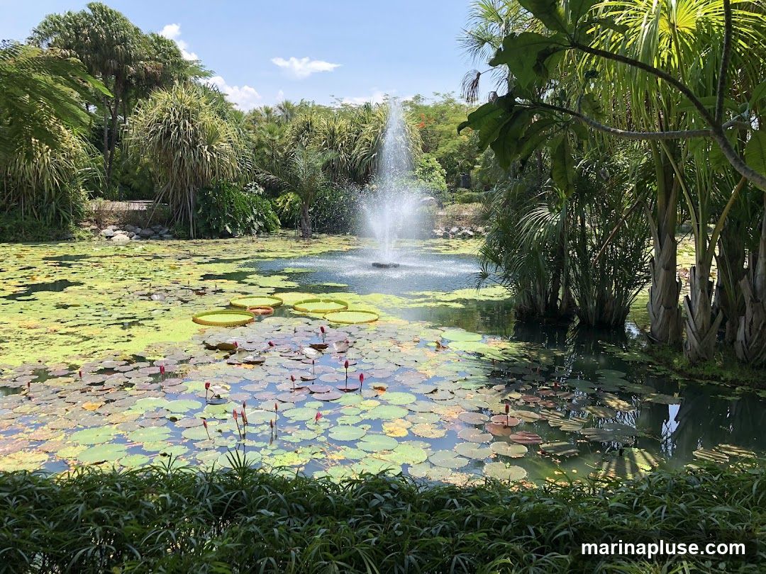 A serene pond filled with numerous water lilies and lily pads, some with budding flowers. A fountain sprays water in the center of the pond, surrounded by lush green tropical foliage and palm trees. The scene is bathed in sunlight under a clear blue sky.