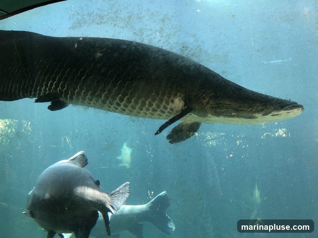 A large Arapaima fish swims in an aquarium, with its distinctive scales visible. Another fish is seen swimming below it, and other aquatic life is faintly visible in the background. The water is clear with some bubbles and debris.