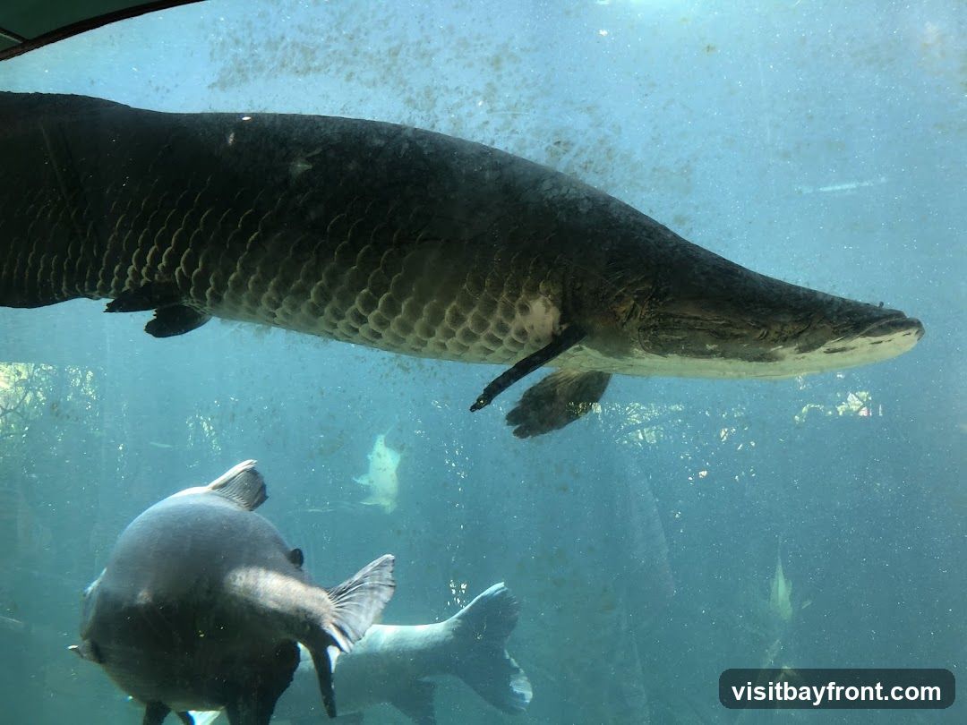 A large Arapaima fish swims in an aquarium, with its distinctive scales visible. Another fish is seen swimming below it, and other aquatic life is faintly visible in the background. The water is clear with some bubbles and debris.