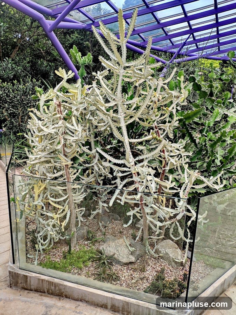 A display of various cacti and succulents housed in a glass enclosure under a purple-framed structure. The main focus is a large, branching white cactus with many small leaves. Other smaller succulents and rocks are visible within the enclosure, with gravel and soil as the base. Lush green foliage and trees are seen in the background, with a glass roof overhead.