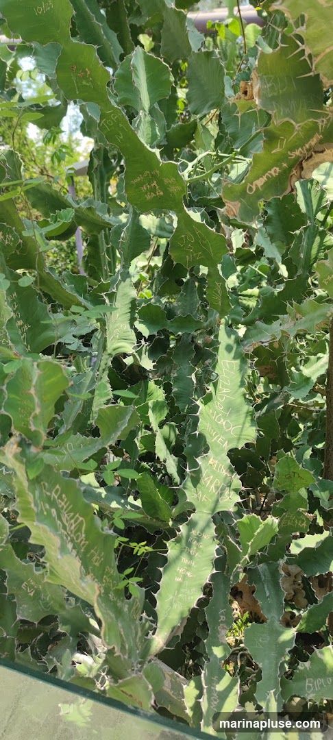 A close-up view of a large, green cactus with many of its leaves inscribed with writing. The writing appears to be names and dates, some in English and some in other languages. The cactus has spiky edges and is surrounded by other greenery.