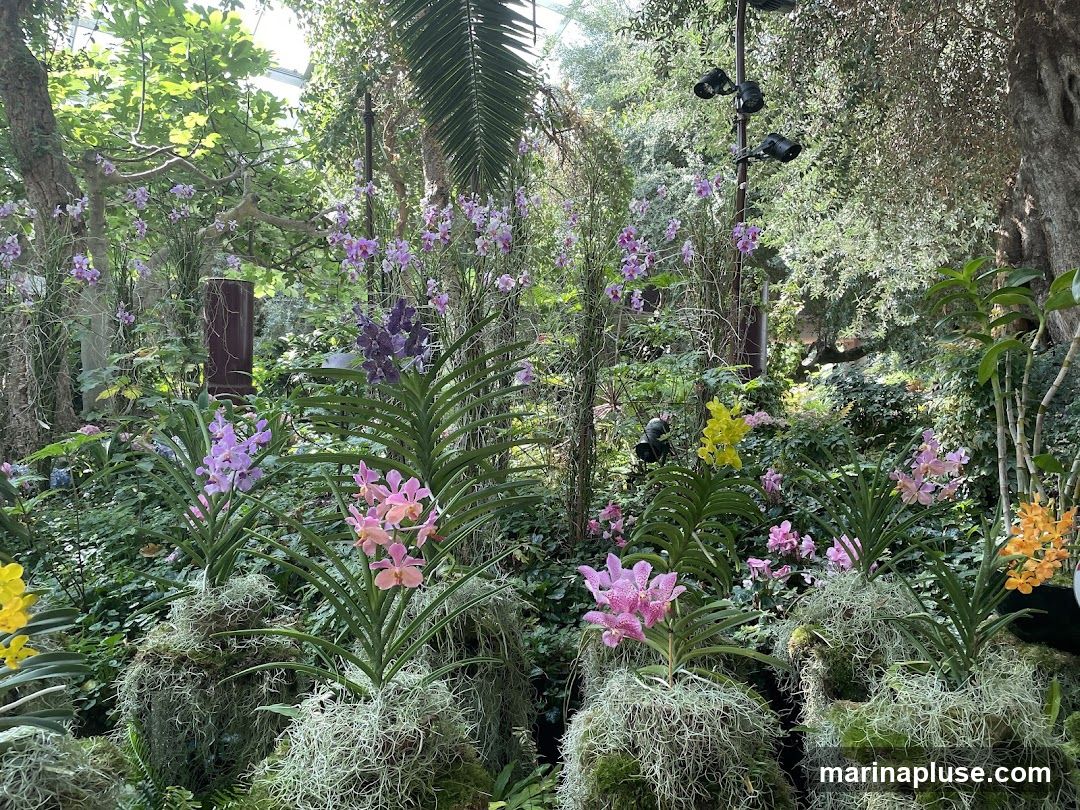 A lush display of orchids in various colors, including pink, purple, yellow, and orange, are showcased in a greenhouse or botanical garden setting. The orchids are mounted on mossy bases, creating a natural and abundant look. Green foliage and trees surround the floral arrangement, with spotlights visible in the background, suggesting an indoor exhibition.