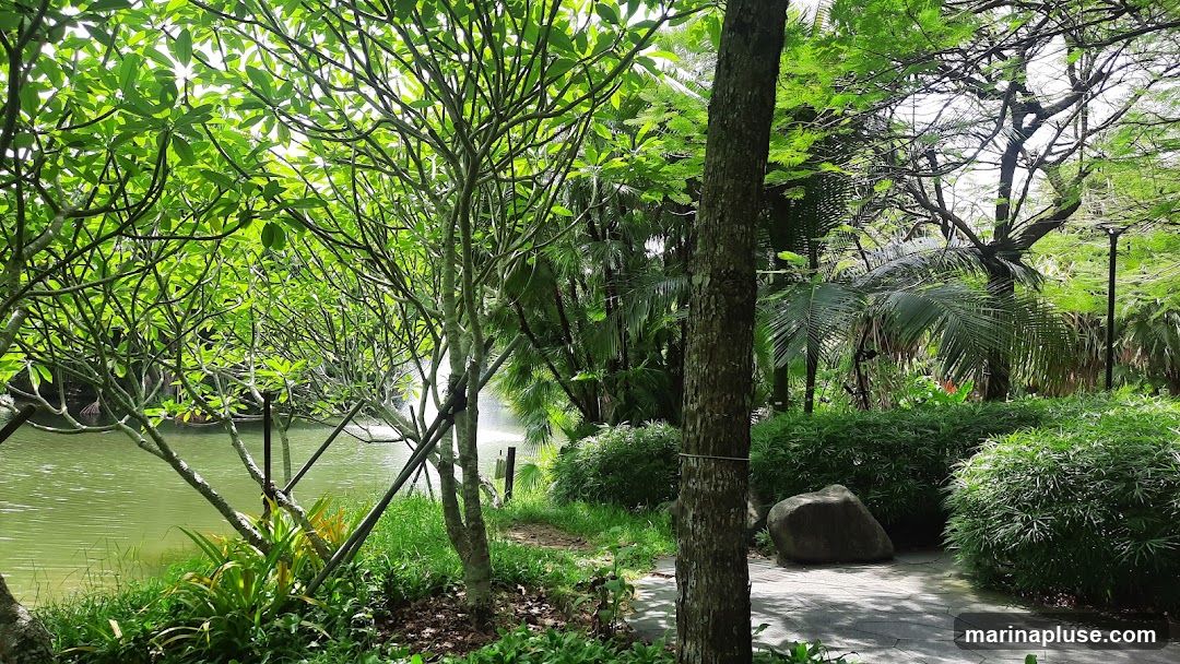 A serene park scene featuring a tranquil pond with a gentle fountain. Lush green trees and manicured bushes create a vibrant, natural ambiance. A paved pathway winds through the greenery, inviting exploration. Sunlight filters through the leaves, casting dappled shadows on the ground.