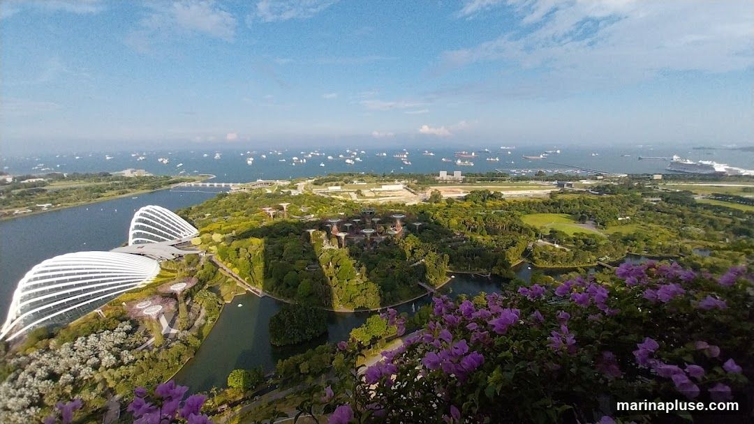 An aerial panoramic view of Gardens by the Bay in Singapore, showcasing its iconic Supertree Grove and Cloud Forest domes. The surrounding waters are dotted with numerous ships, indicating a busy port. Purple flowers are in the foreground, adding a splash of color to the lush green landscape.