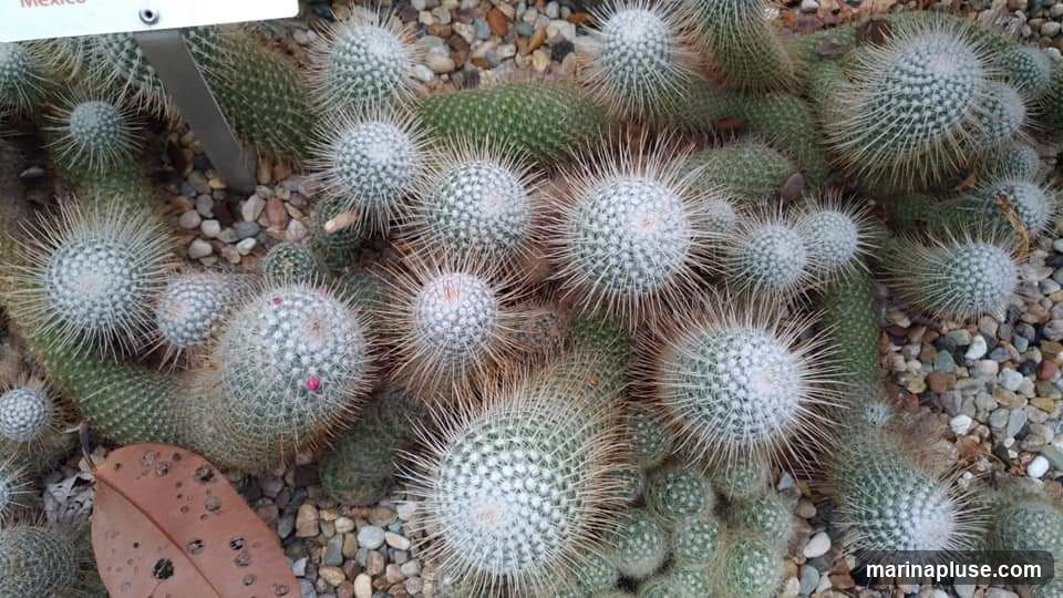 A close-up overhead view of a collection of various cacti, some round and fuzzy with prominent spines, others elongated and green. They are planted in a bed of small, multi-colored pebbles. A single dried leaf rests in the lower left corner. A small sign with the word "Mexico" is partially visible at the top left.