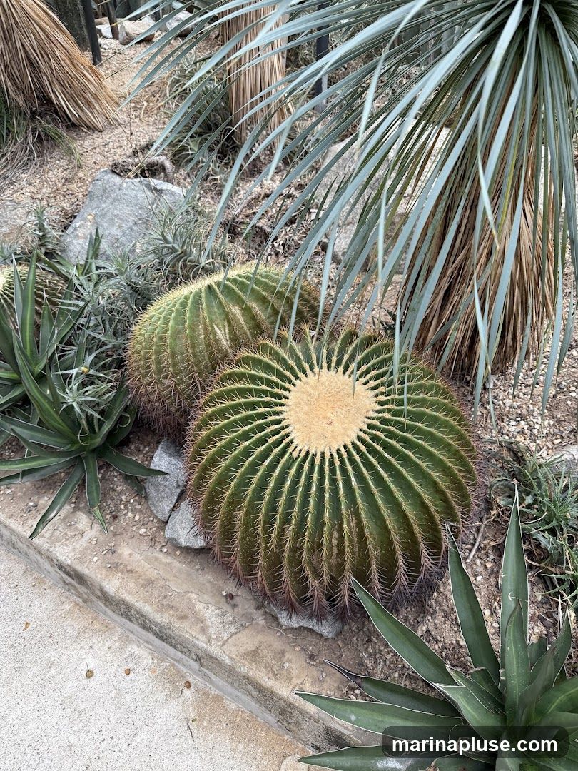 A close-up view of a desert garden featuring several large barrel cacti and agave plants. The ground is covered in gravel and rocks, with a concrete border visible in the foreground. Tall, thin fronds of a palm-like plant hang over the scene from the top right.