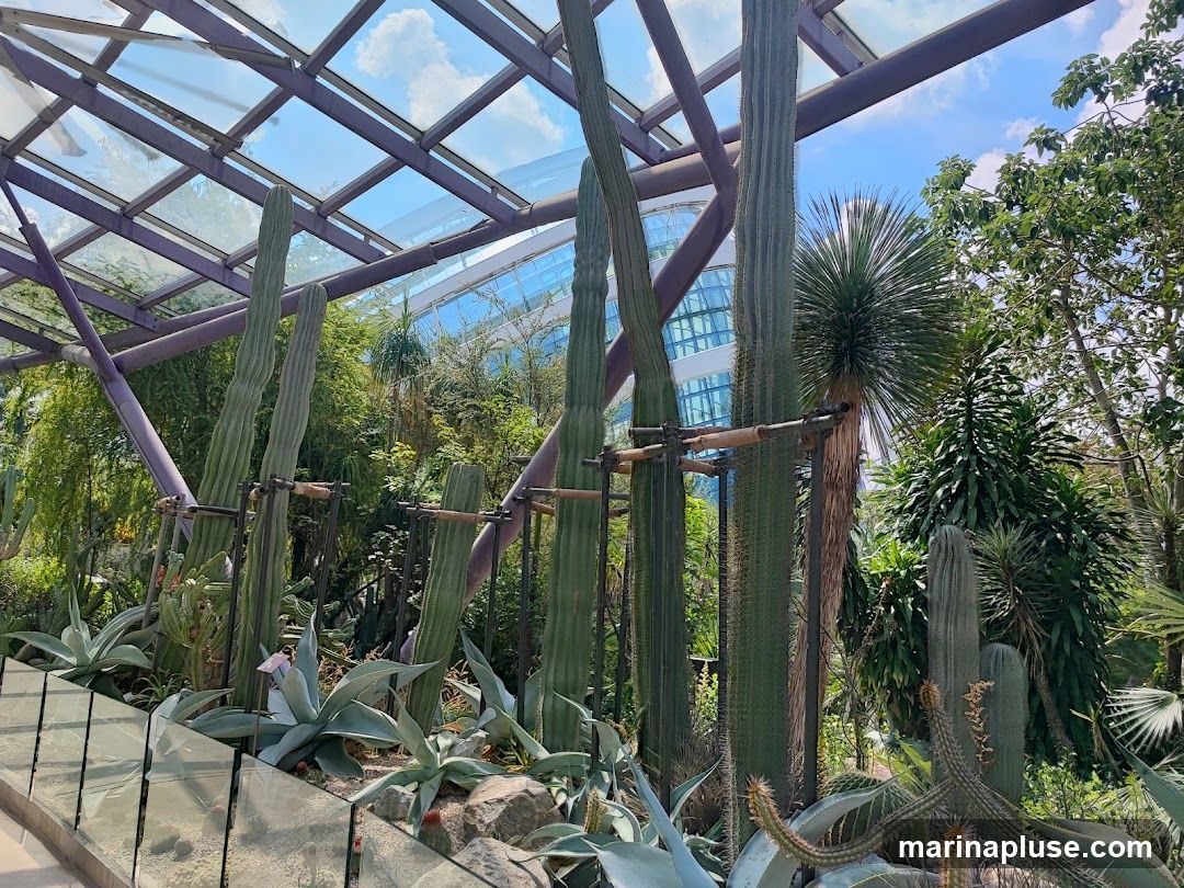 A view inside a greenhouse with a variety of desert plants, including tall cacti and agave plants. The glass roof allows sunlight to filter through, illuminating the arid landscape. In the background, a modern glass building is visible through the foliage.