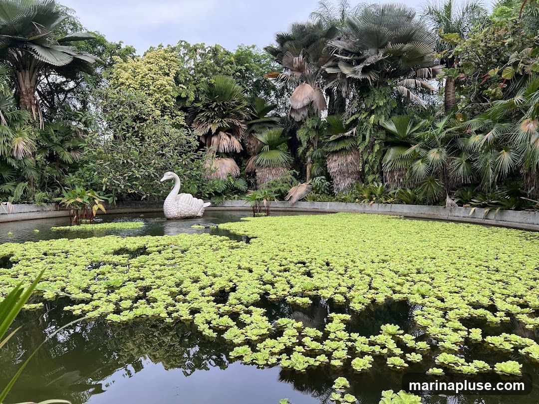A serene pond filled with bright green aquatic plants is adorned with a white swan sculpture. The pond is surrounded by a variety of lush tropical plants and palm trees, creating a dense, verdant backdrop. The water reflects the surrounding greenery and the overcast sky.