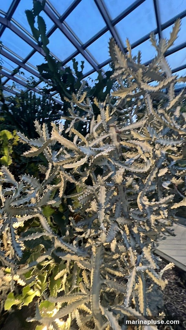 A close-up view of a pale, branching cactus with sharp edges, illuminated by artificial lights. The cactus is situated within a greenhouse, with a glass and metal roof visible above. Other green foliage can be seen in the background.