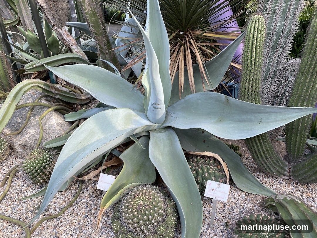 A close-up view of various cacti and succulents in a garden setting. The foreground features a large agave plant with broad, pale green leaves. Surrounding it are smaller, spiky cacti of different shapes and sizes, planted in gravel. In the background, taller columnar cacti and other desert plants are visible, with a hint of purple structure behind them. Two small white plant identification tags are placed near the base of the agave.