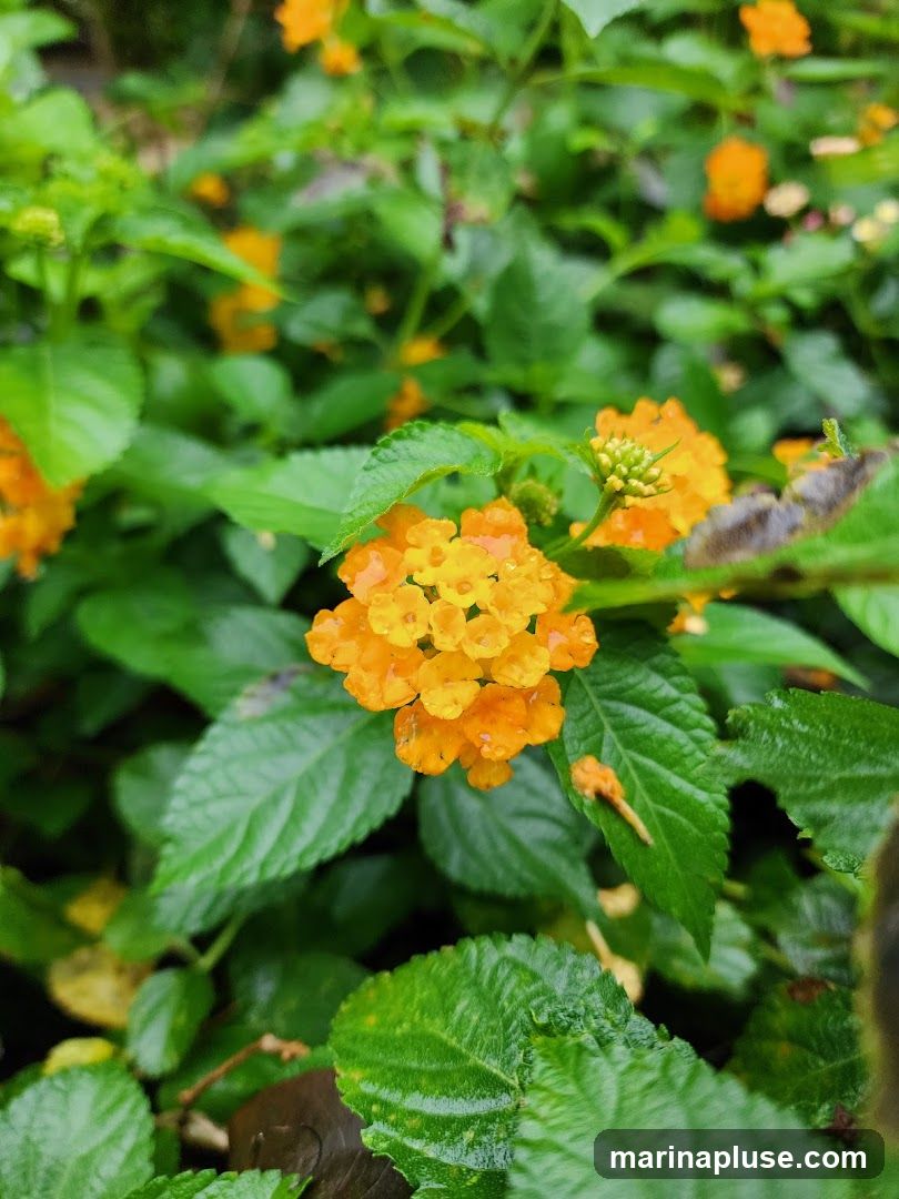 A close-up shot of vibrant orange flowers with dew drops on their petals, surrounded by lush green leaves. The background is softly blurred, emphasizing the delicate details of the blossoms and foliage.