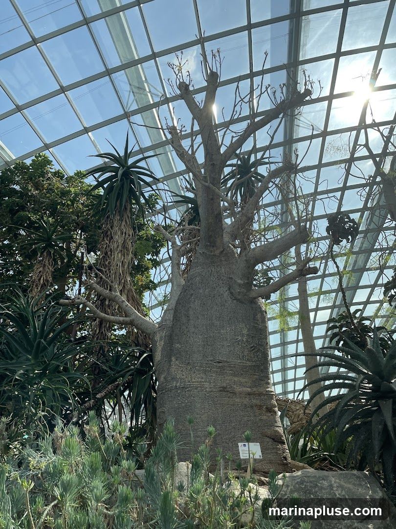 A large baobab tree with a thick trunk and sparse branches stands in a greenhouse with a glass ceiling. Surrounding the baobab are various succulent plants and other greenery. The sun shines through the glass panels, creating lens flare. A small informational plaque is visible at the base of the tree.