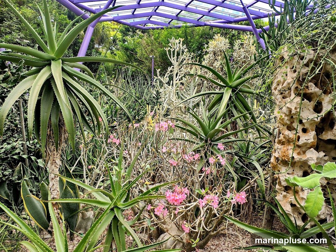 A collection of desert plants, including various types of aloe, under a purple greenhouse structure. Pink flowers are visible among the succulents.