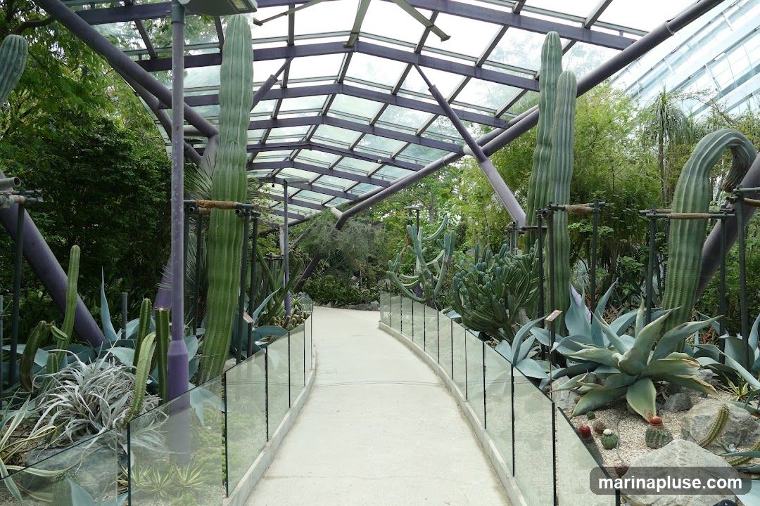 A pathway curves through a greenhouse filled with various cacti and succulents. Tall columnar cacti stand on either side of the path, with smaller succulents and agave plants in the foreground. The walkway is covered by a glass and metal roof structure, allowing natural light to filter in.