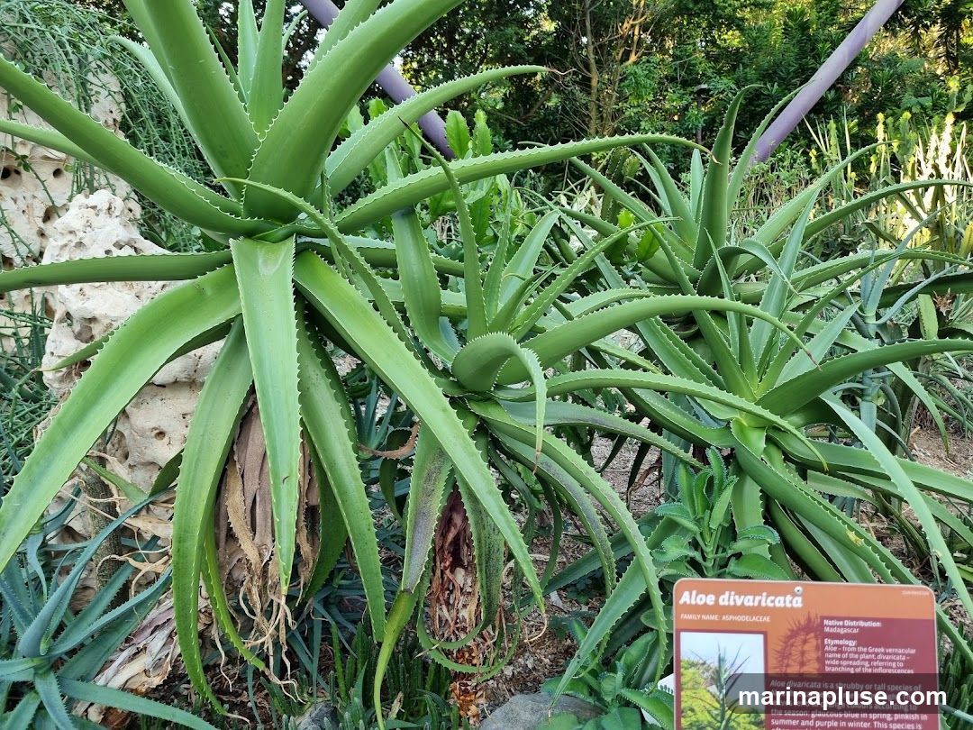 A close-up view of several Aloe divaricata plants with spiky green leaves. A descriptive sign is visible in the lower right corner, providing information about the plant's family name, native distribution, and characteristics.