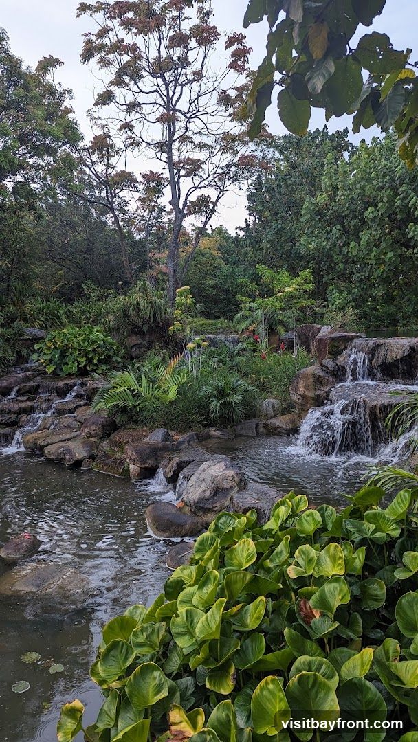 A serene natural landscape featuring multiple small waterfalls cascading over rocks into a calm pool of water. Lush green foliage, including large-leafed plants and ferns, surrounds the water. A tall tree with sparse, reddish-brown leaves stands prominently in the background, set against an overcast sky. The scene evokes a sense of tranquility and natural beauty.
