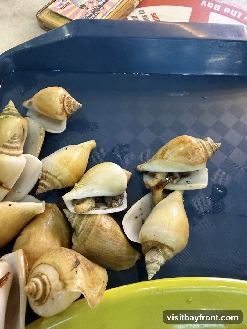 A close-up shot shows a collection of seashells, primarily conch shells, arranged in a blue tray. Some shells are whole, while others appear to have been opened, revealing their contents. The shells vary in color from light tan to creamy white. In the background, a stack of colorful items, possibly menus or promotional materials, is visible. A portion of a bright yellow bowl or tray is in the foreground.