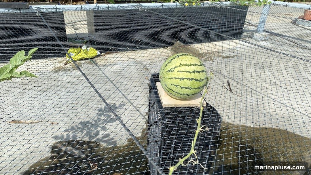 A striped watermelon sits on a wooden board atop a black plastic crate. The scene is outdoors, with a concrete ground covered by a black mesh net. A green plant with large leaves is visible to the left, and a vine with dried tendrils extends from the right side of the watermelon. In the background, a yellow object is partially visible.