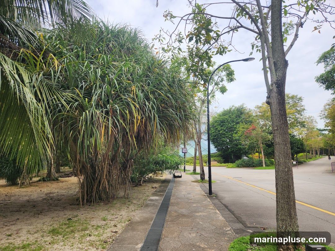 A paved pathway runs alongside a road, bordered by lush green trees and sandy ground. A lamppost stands tall, illuminating the scene. In the distance, a modern building with a glass facade is visible amidst the greenery. The sky is overcast, suggesting a cloudy day.