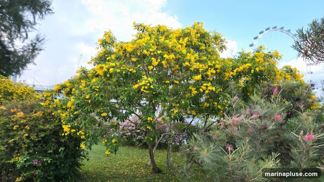 A vibrant yellow flowering tree dominates the foreground, its branches laden with bright blossoms. Behind it, a large Ferris wheel is visible against a partly cloudy sky. The scene is set in a park-like environment with green grass and other flowering bushes, including some with pink flowers.