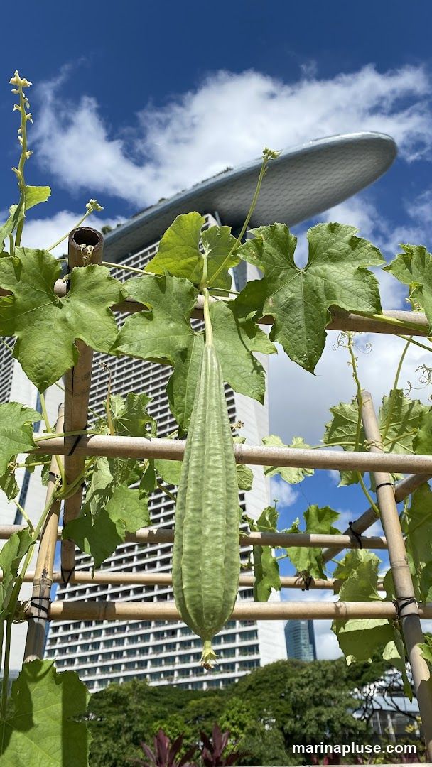 A close-up shot of a luffa gourd hanging from a vine, supported by a bamboo trellis. The gourd is long and ribbed, with green leaves and tendrils surrounding it. In the background, the distinctive architecture of a modern city, including a building with a curved roof and a tall skyscraper, is visible under a bright blue sky with scattered clouds.
