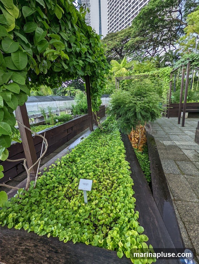A pathway lined with dark wooden planters filled with vibrant green ground cover plants. A white sign with text is visible in the foreground. In the background, a tall, modern building rises above lush trees and other greenery, suggesting an urban garden setting.