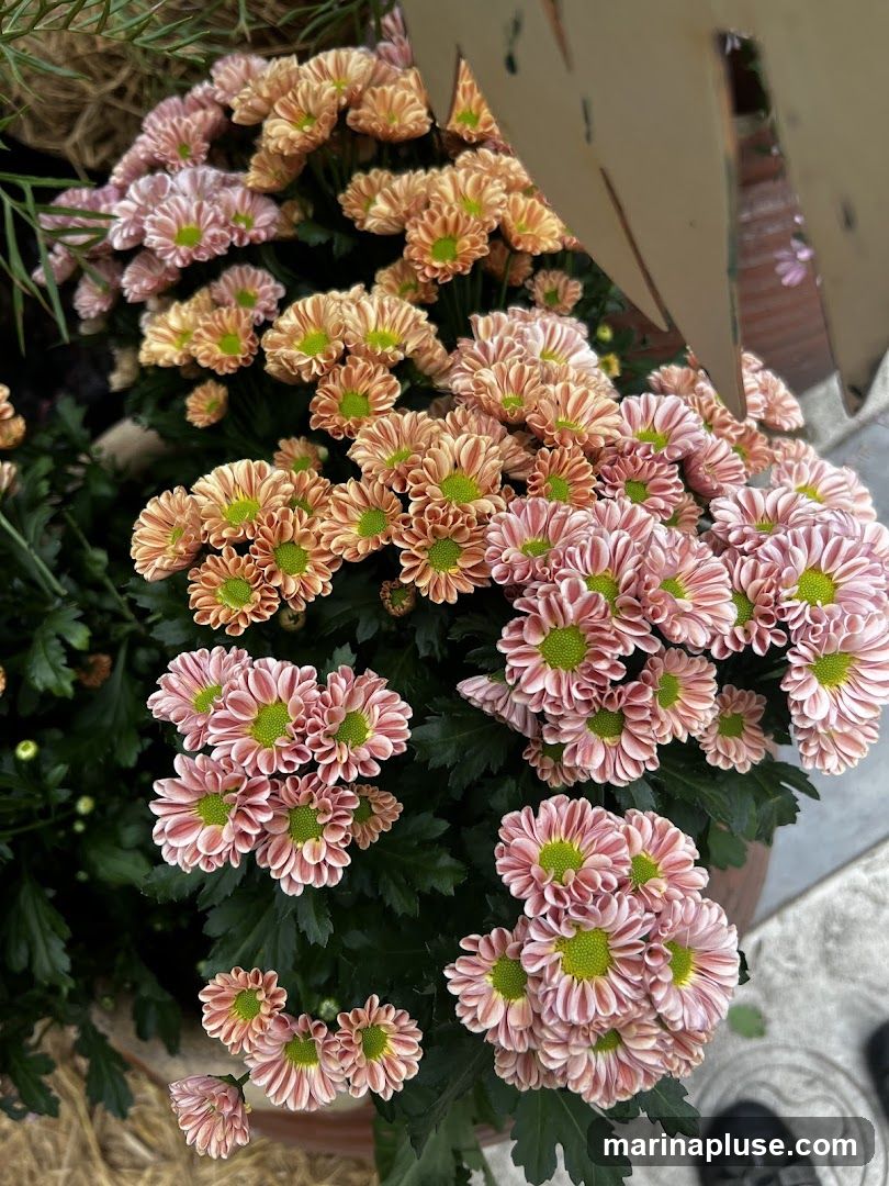 Conservatory (Flower Dome/Cloud Forest) Gift Shop