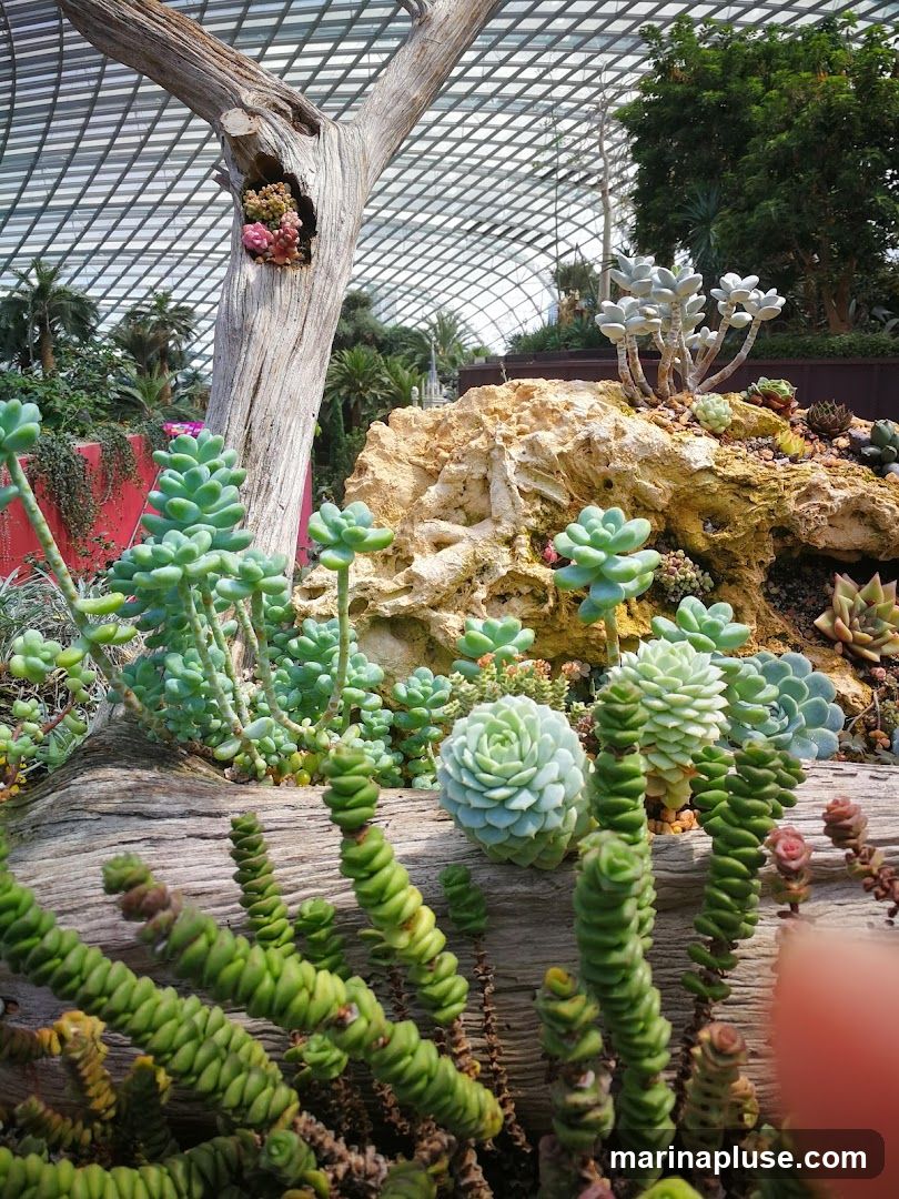 A close-up view of a variety of succulents arranged on a log and a rock formation within a greenhouse. The succulents are in various shades of green, blue, and pink. The background shows more greenery and the geodesic dome structure of the greenhouse.