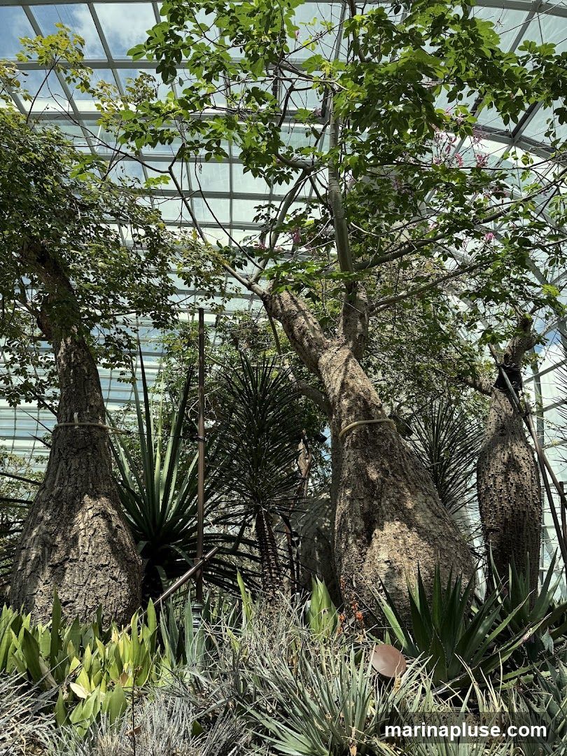 A view from below looking up at large trees with thick trunks and green leaves, under a glass ceiling. Various succulents and spiky plants are visible in the foreground.