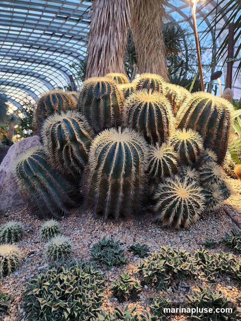A collection of various cacti and succulents are displayed in a sandy enclosure, illuminated by artificial lighting. The background features a large palm tree and a geodesic dome structure with a glass roof.