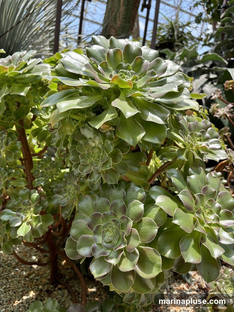 A close-up view of several large, green succulent plants with layered, rosette-shaped leaves. The plants are growing in a gravelly area, and the background shows a blurred greenhouse or botanical garden setting with sunlight filtering through.