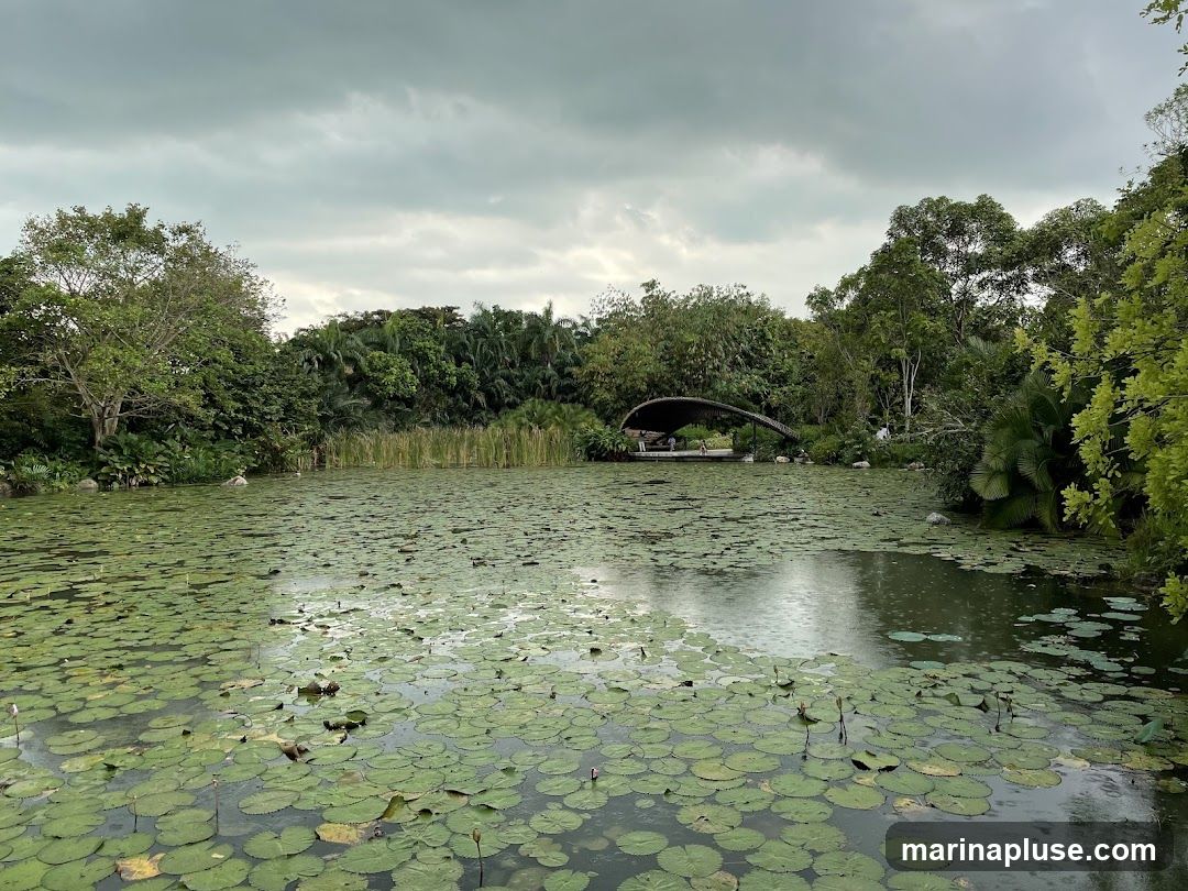 Lotus Pond