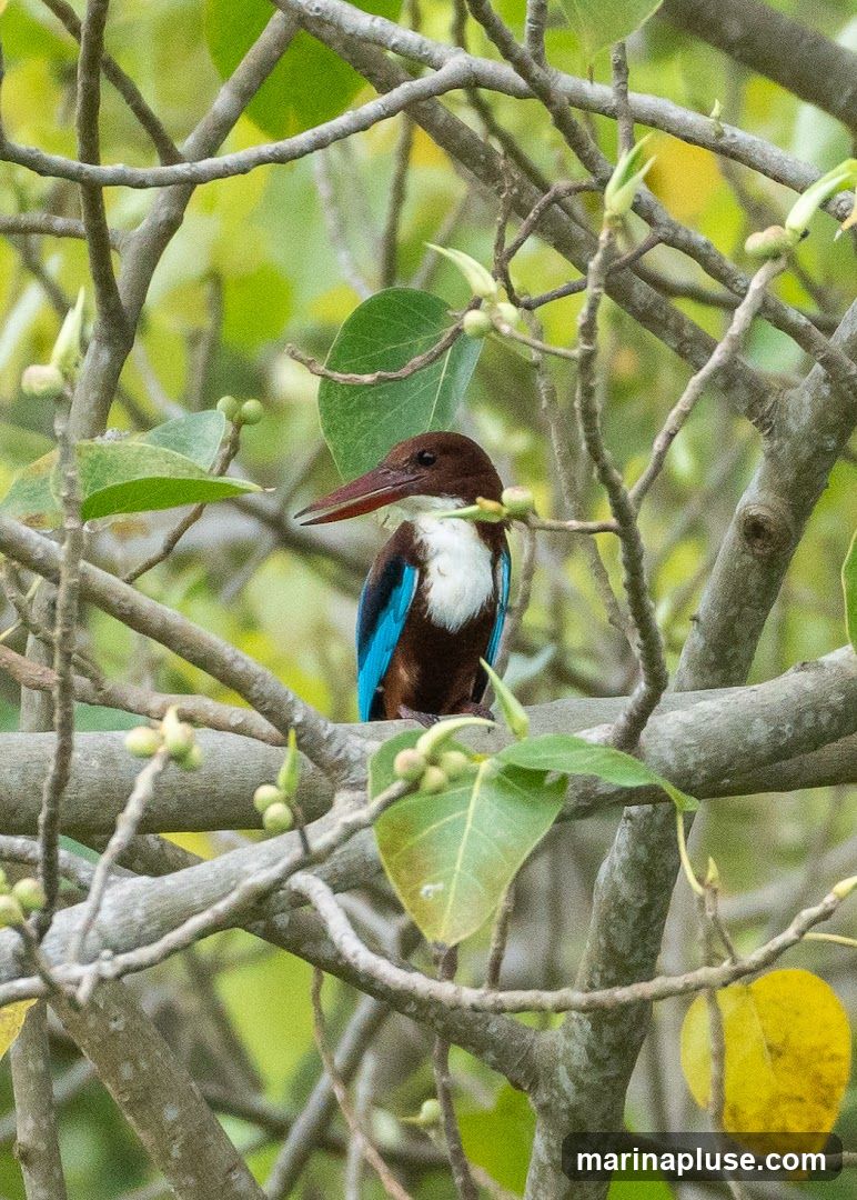 A White-throated Kingfisher with brown, white, and blue plumage is perched on a tree branch. The bird has a long, reddish-brown beak. It is surrounded by the tree's branches, leaves, and small green fruits. The background is a soft blur of green and yellow.