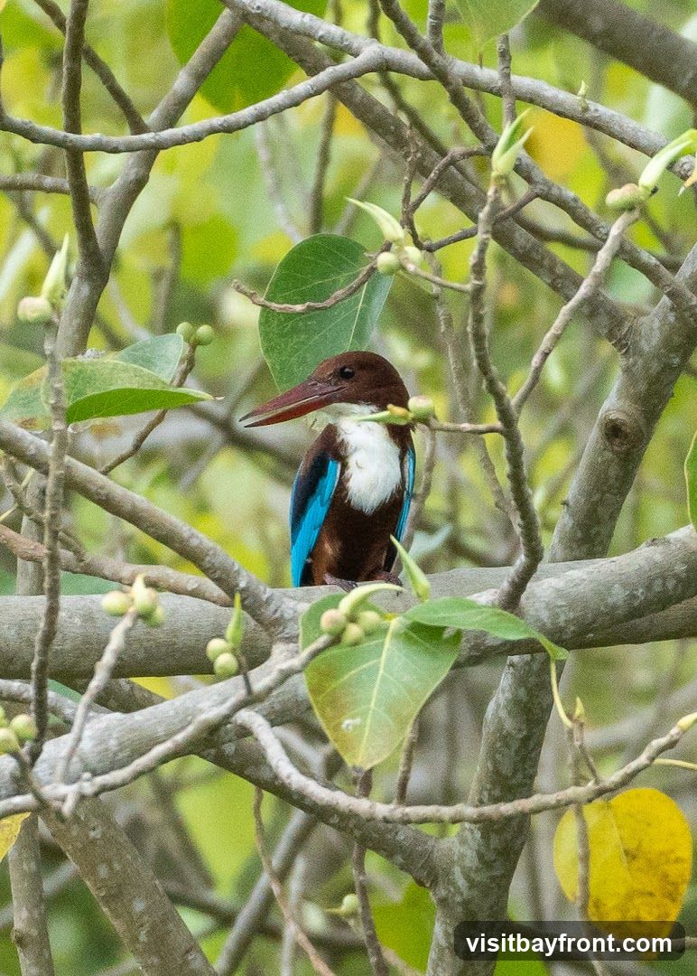 A White-throated Kingfisher with brown, white, and blue plumage is perched on a tree branch. The bird has a long, reddish-brown beak. It is surrounded by the tree's branches, leaves, and small green fruits. The background is a soft blur of green and yellow.