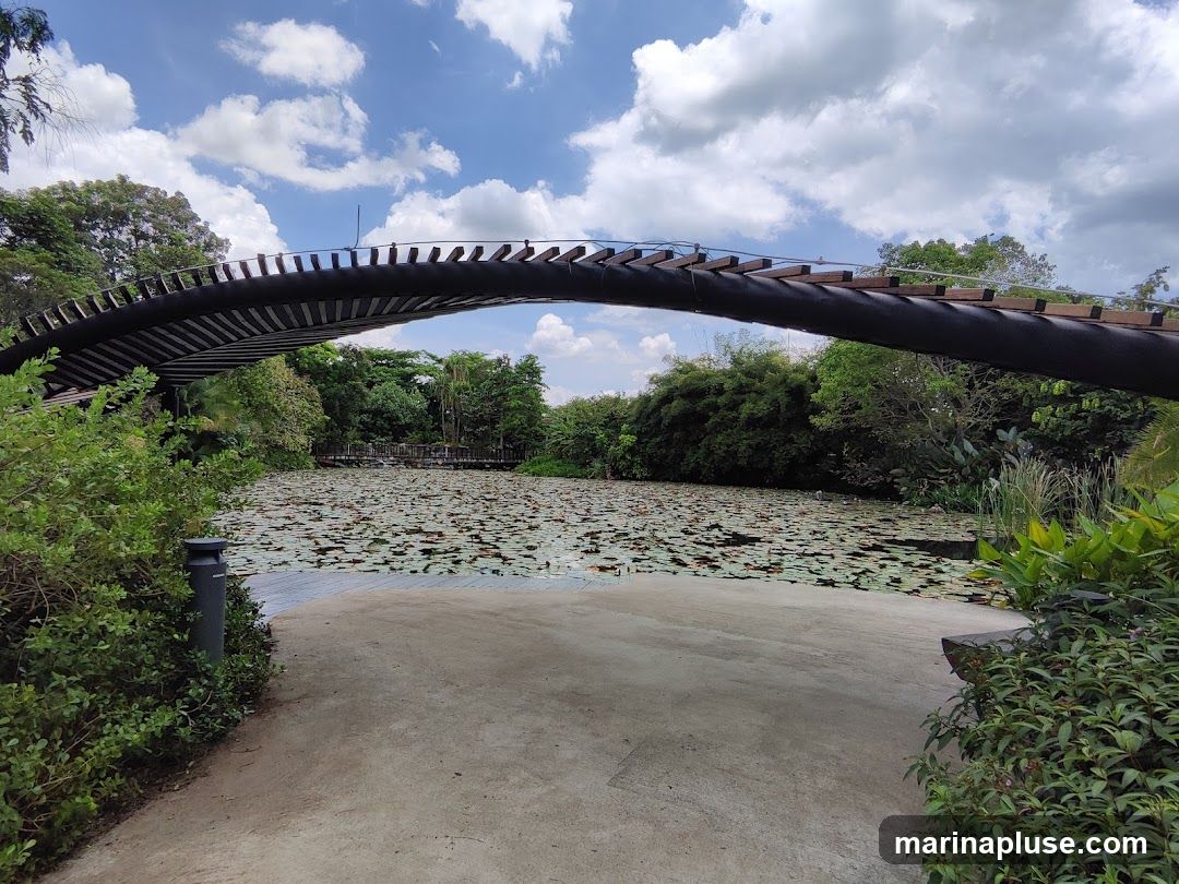 A curved, dark-colored bridge with wooden slats arches over a pond filled with lily pads. Lush green trees and vegetation surround the pond, and a bright blue sky with fluffy white clouds is visible above. A concrete pathway leads towards the pond and under the bridge.