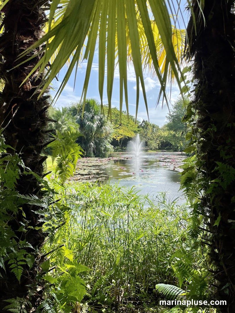 A serene view of a pond filled with lily pads and a fountain, framed by lush green foliage and palm fronds. The sunlight filters through the leaves, creating a dappled effect on the water and surrounding plants. The scene evokes a sense of tranquility and natural beauty.
