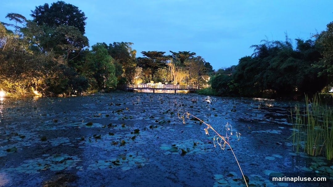 A serene pond covered in lily pads is illuminated by soft lights from a bridge in the background. Lush trees and foliage surround the water, creating a peaceful evening ambiance. The sky is a deep blue, indicating dusk or early night.