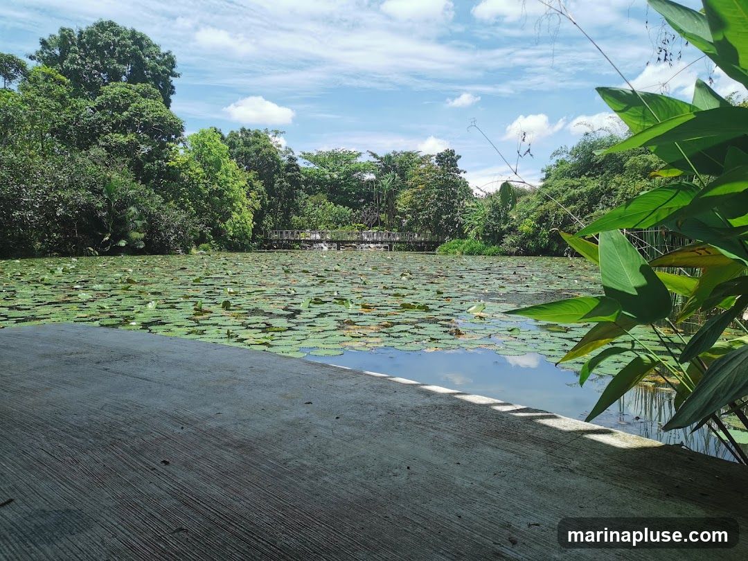 A serene view of a pond covered in lily pads, with lush green trees surrounding it. A wooden bridge is visible in the distance, spanning across the pond. The foreground features a concrete walkway, and large green leaves frame the right side of the image. The sky is blue with scattered white clouds.