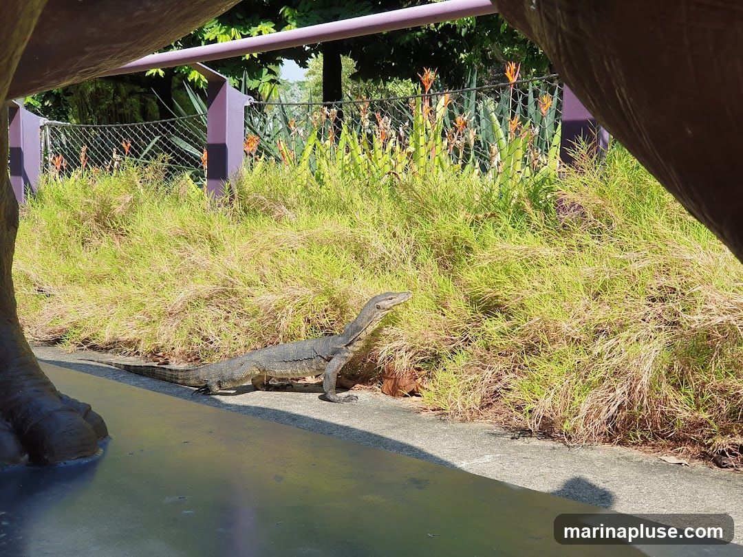 A monitor lizard walks along a paved path next to a dense patch of green grass and foliage. In the background, orange flowers bloom behind a wire fence supported by purple posts. The foreground is partially obscured by a large, dark, curved object, possibly a statue or architectural element.